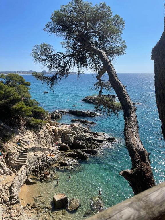 a tree on a rocky beach with people in the water at Le petit studio in Calonge