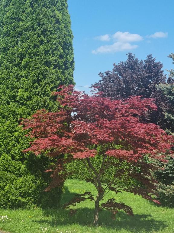 Zahrada ubytování Apartments AD Radenci