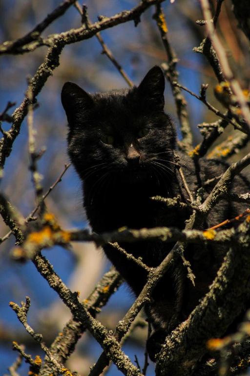Loomad apartemendi aladel või selle läheduses