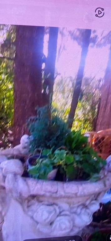 a garden with plants in a stone planter at Baratsagos in Budaörs