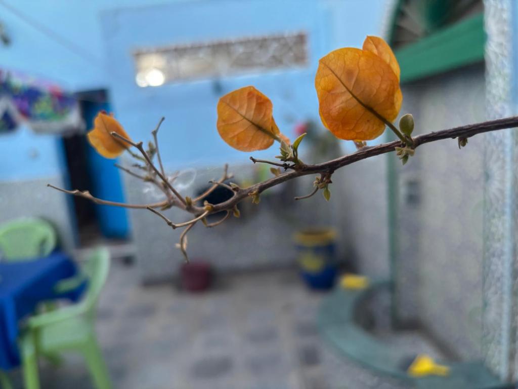 Fotografie z fotogalerie ubytování Casa Morisca v destinaci Sidi Ifni