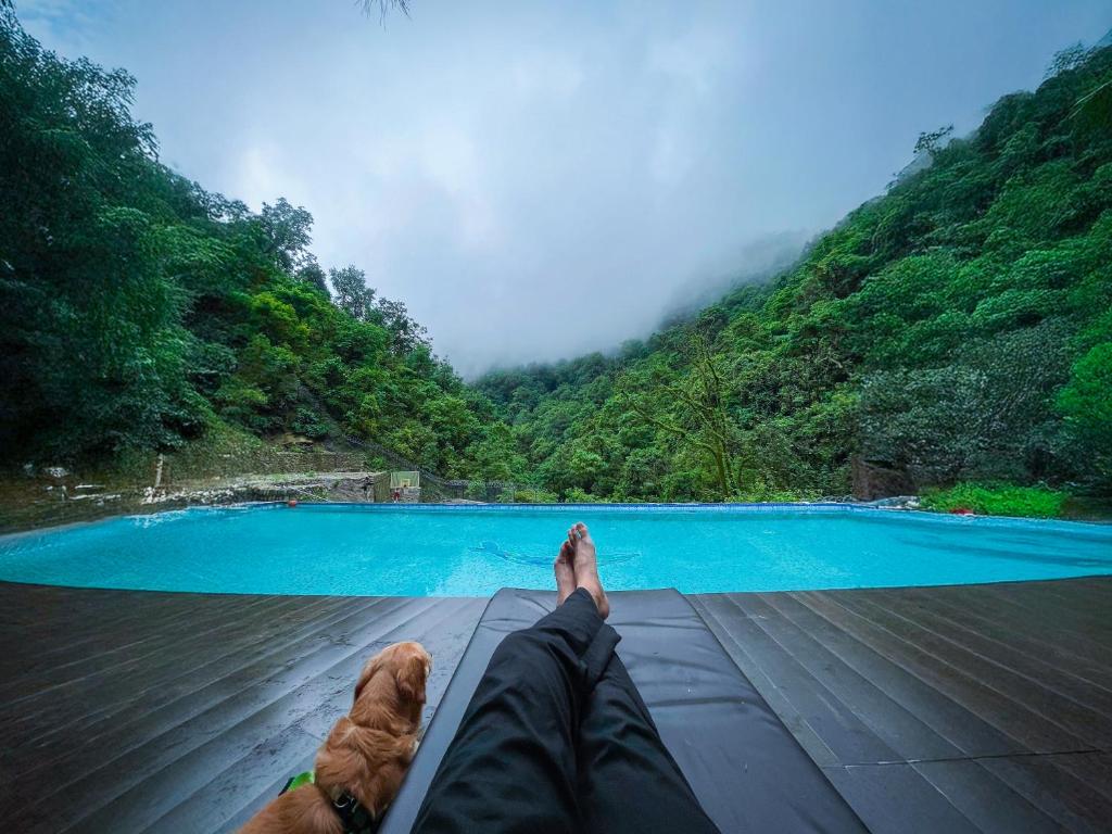 德拉敦Haut Monde Hill Stream Resort and Spa的一只狗躺在游泳池边的码头上