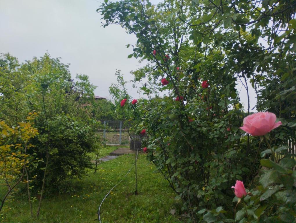 Zahrada ubytování BaBa guesthouse