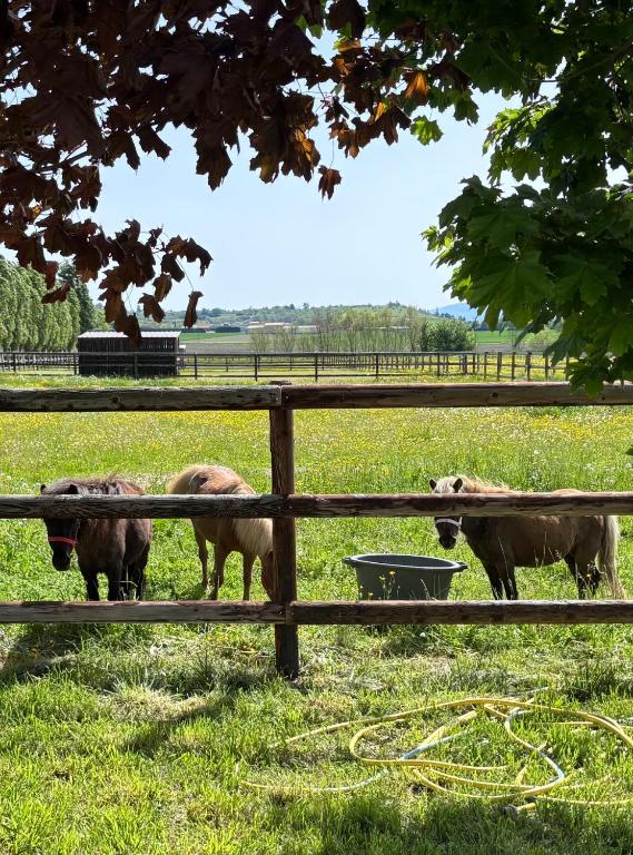 un groupe de vaches dans un champ derrière une clôture dans l'établissement Le petit paddock, à Villeneuve-lès-Cerfs