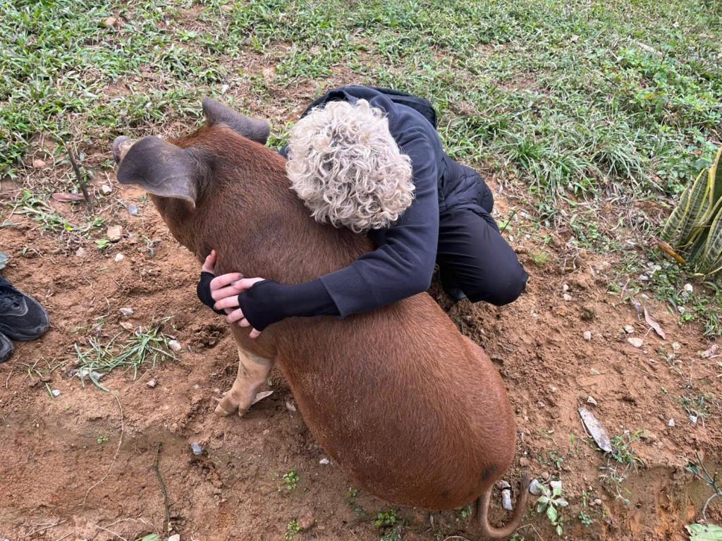 Άλλα ζώα σε αυτό το ξενοδοχείο ή στη γύρω περιοχή
