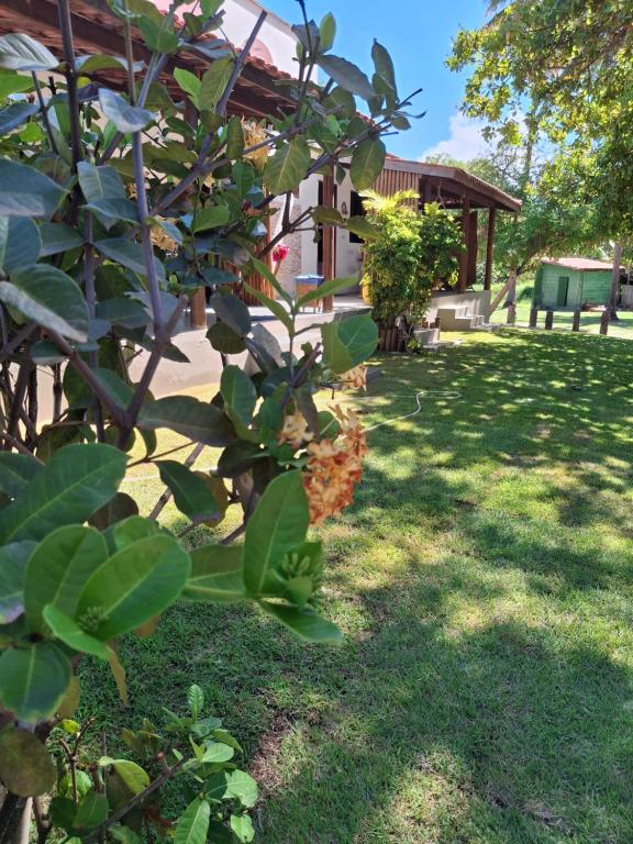 a yard with a house and some green plants at Recanto Verde - Praia de Santo Antônio in Diogo