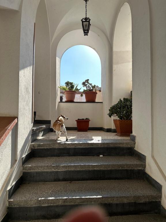 Fotografie z fotogalerie ubytování B&B FRAI v Sorrentu