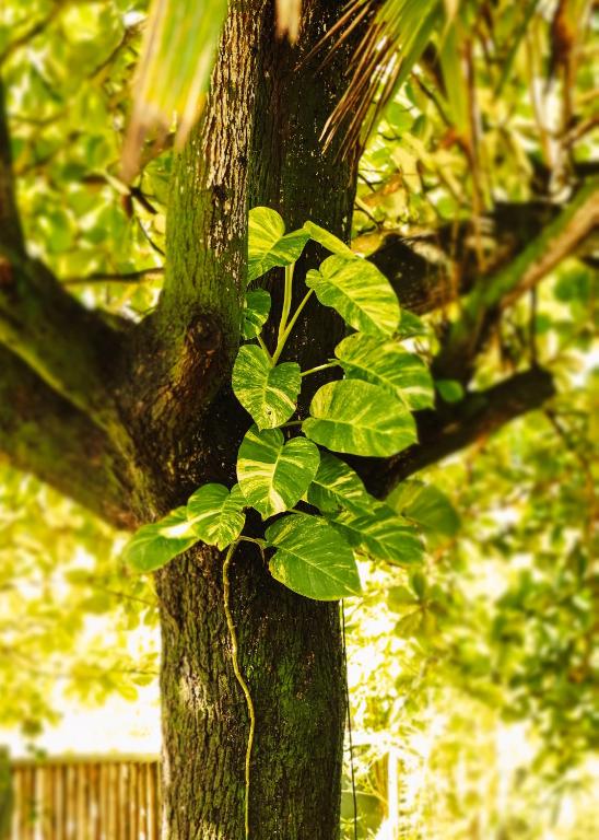 a green plant growing on the side of a tree at Na Villa dos Algodões in Marau