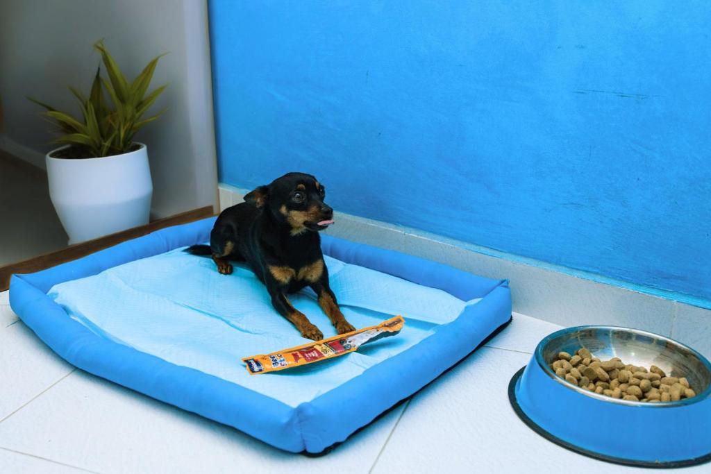 Domácí mazlíčci ubytovaní s hosty v ubytování Hotel Blu Eden