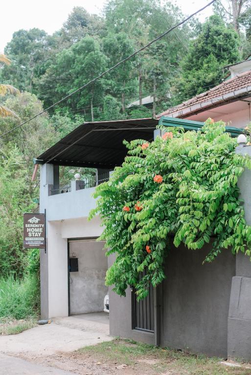 a large green plant on the side of a building at Serenity Home Stay in Kandy