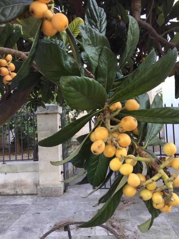 Zahrada ubytování Palazzo de Carlo e il parco dei 7 pozzi