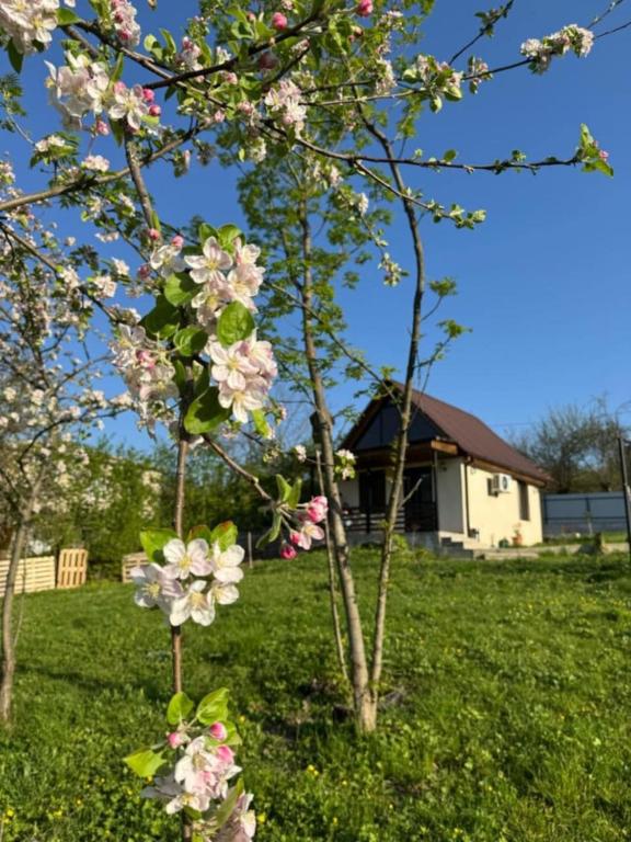 Zahrada ubytování Cottage space