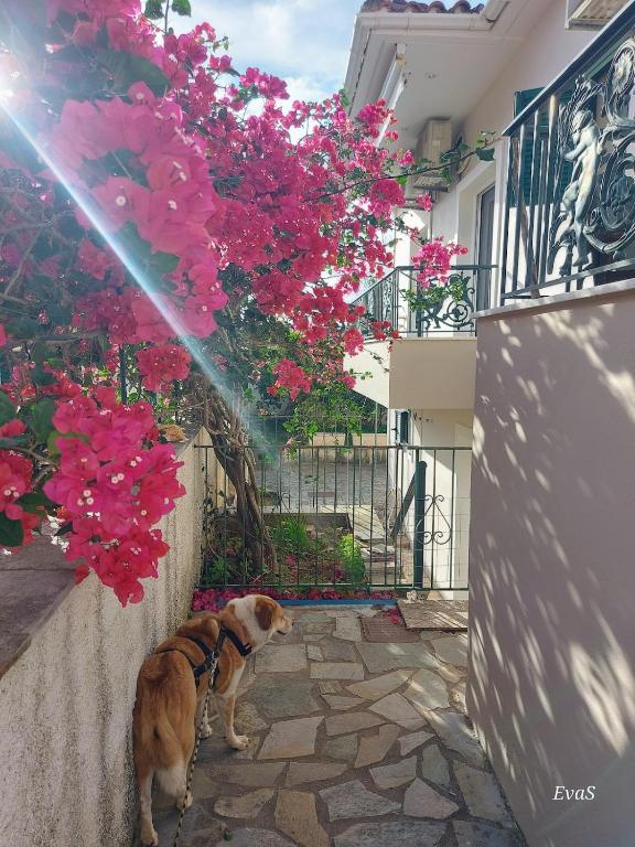 a dog standing next to a fence with pink flowers at Octopus Garden, Koralli Studio in Travliáta