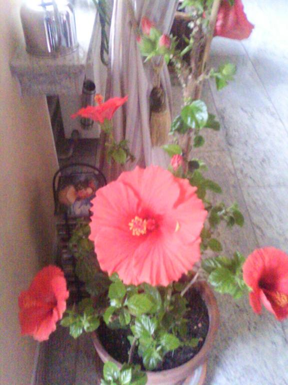 a group of red flowers in a pot at Xenos Apartments in Keratokampos