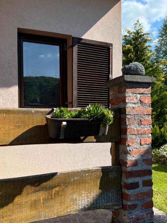 Ogród w obiekcie Hacienda in pure nature