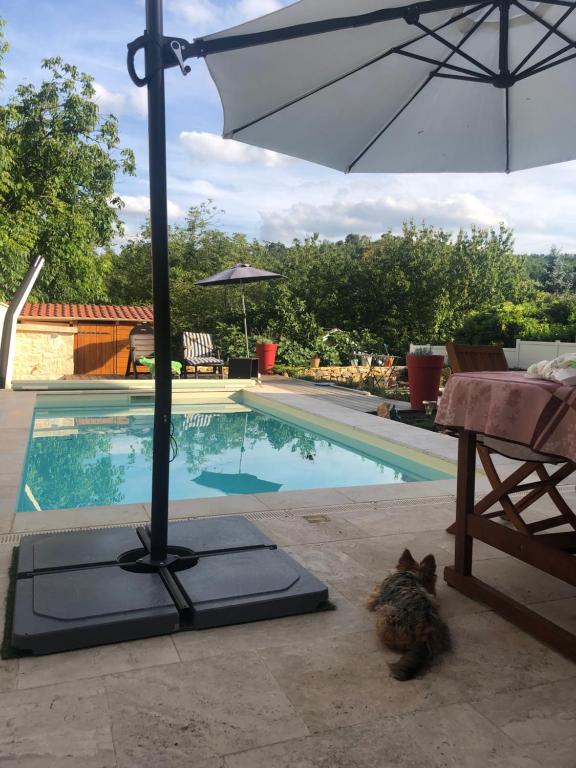 un chien assis sous un parasol à côté d'une piscine dans l'établissement La grange à Tabac, à Goujounac
