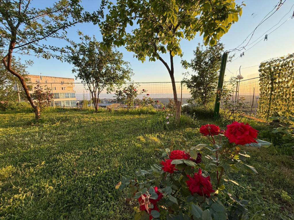 Vrt pred nastanitvijo Meti Guest House