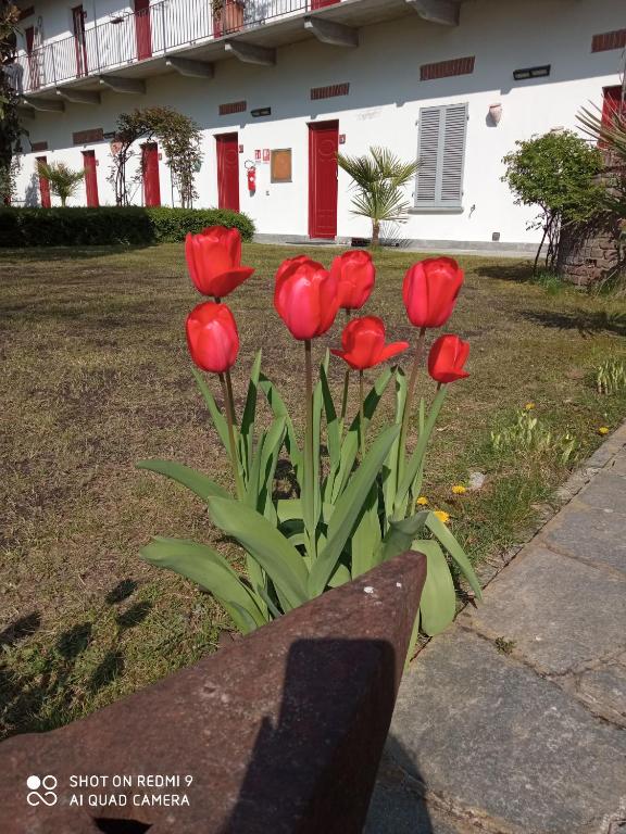 Zahrada ubytování Albergo Antica Dogana