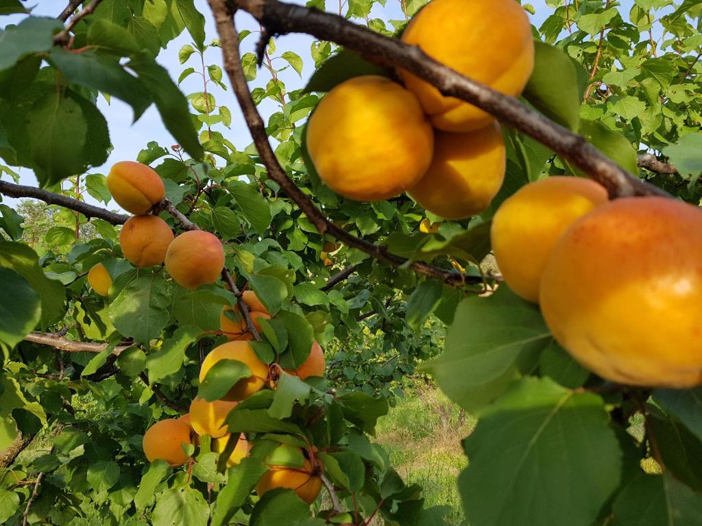 Agriturismo La Stradaccia - 公寓 - 底楼