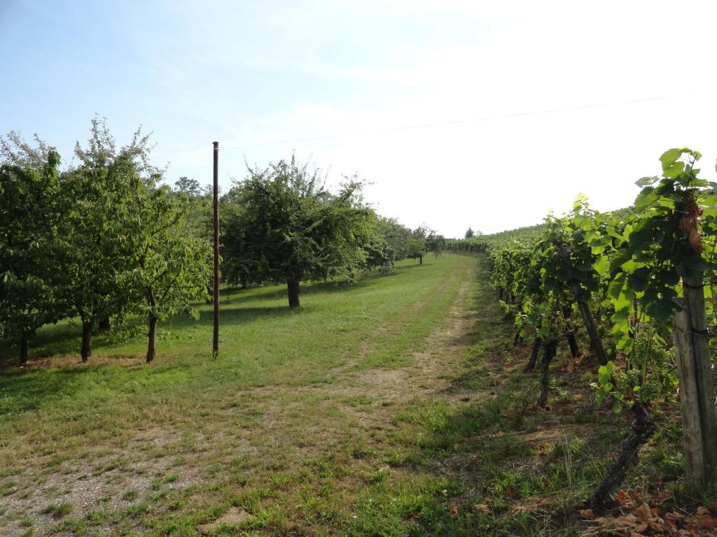 a path through an orchard of apple trees at Bed and Breakfast Wegmann in Andelfingen