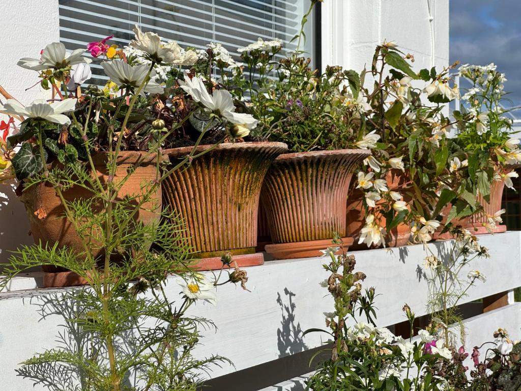 White Oasis - Resim 42