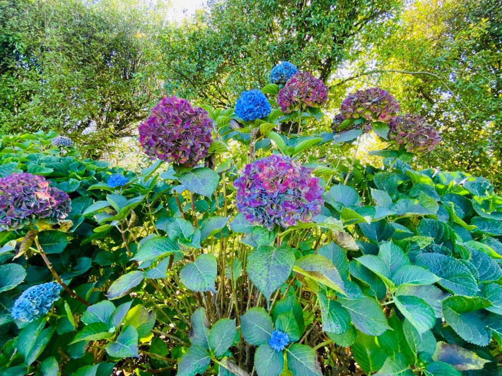 Peninsula Paradise - Resim 27