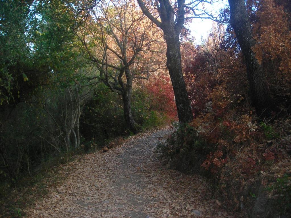 Billede fra billedgalleriet på B&B IL VECCHIO GELSO i Palinuro