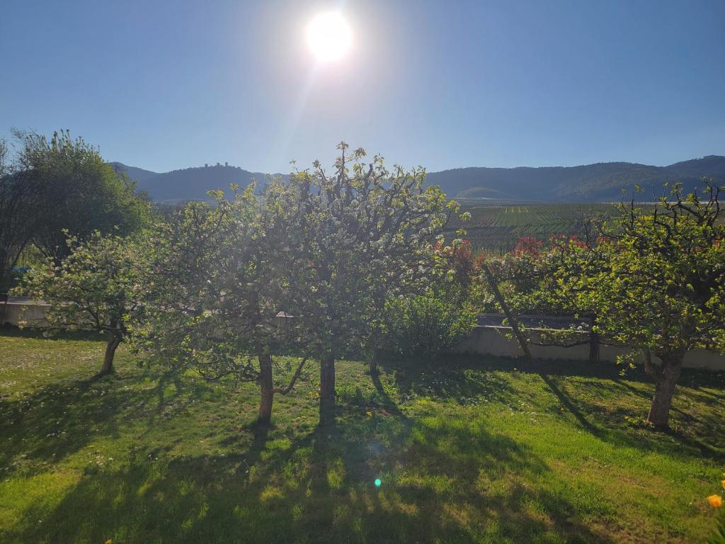 Studio aux pieds des vignes – photo 32
