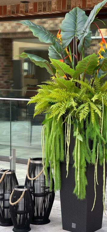 a large plant in a black planter on a sidewalk at Palanga Green Hill in Palanga