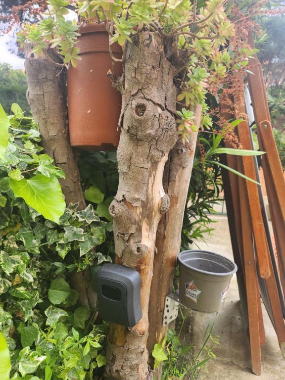 un arbre avec un planteur sur son côté dans l'établissement Six-Fours-les-Plages apartment, à La Celle-sous-Gouzon