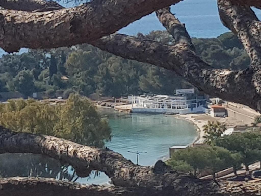 - une vue sur la plage depuis une branche d'arbres dans l'établissement Ajaccio JACUZZI VUE MER ET MONTAGNES 300 METRES DES PLAGESS, à La Celle-sous-Gouzon