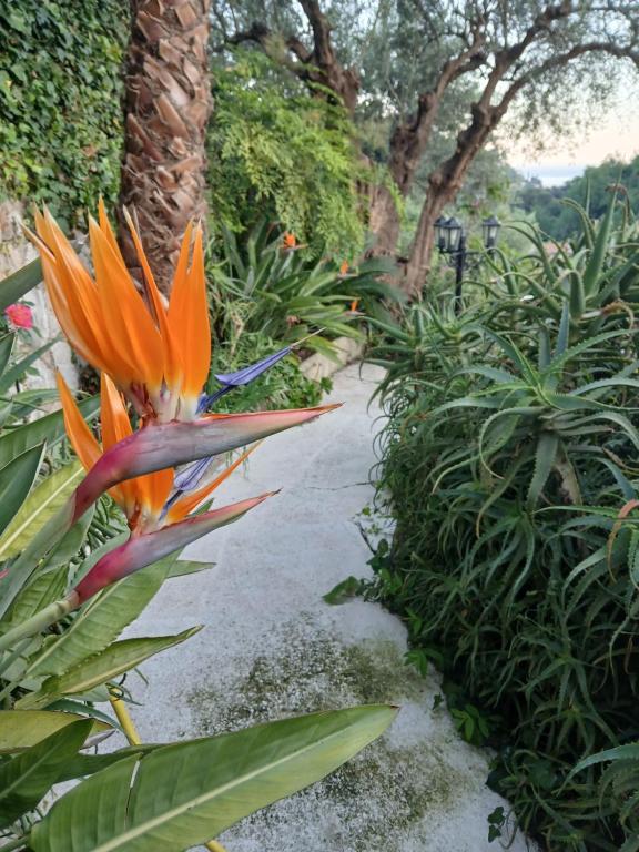 un chemin avec une grande fleur orange dans un jardin dans l'établissement Villa Daja Menton, à Menton