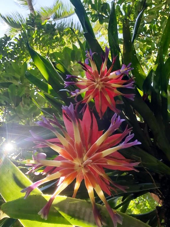Um jardim em Pousada Ilha Verde