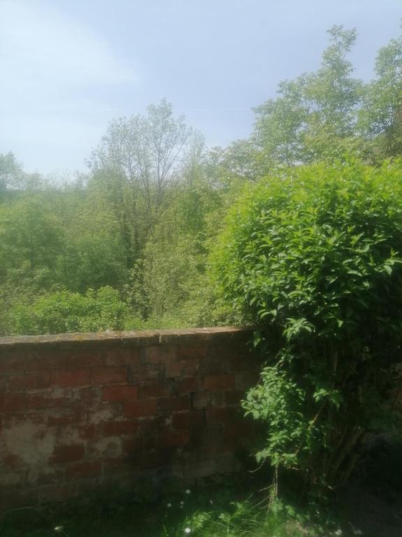 un mur de briques avec un buisson à côté d'un arbre dans l'établissement Charmante maison prés de Vézelay, à Voutenay-sur-Cure