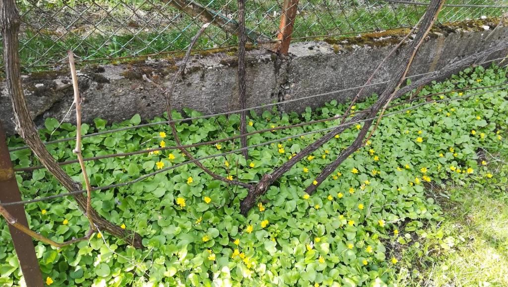 Ogród w obiekcie Bogi vendégház