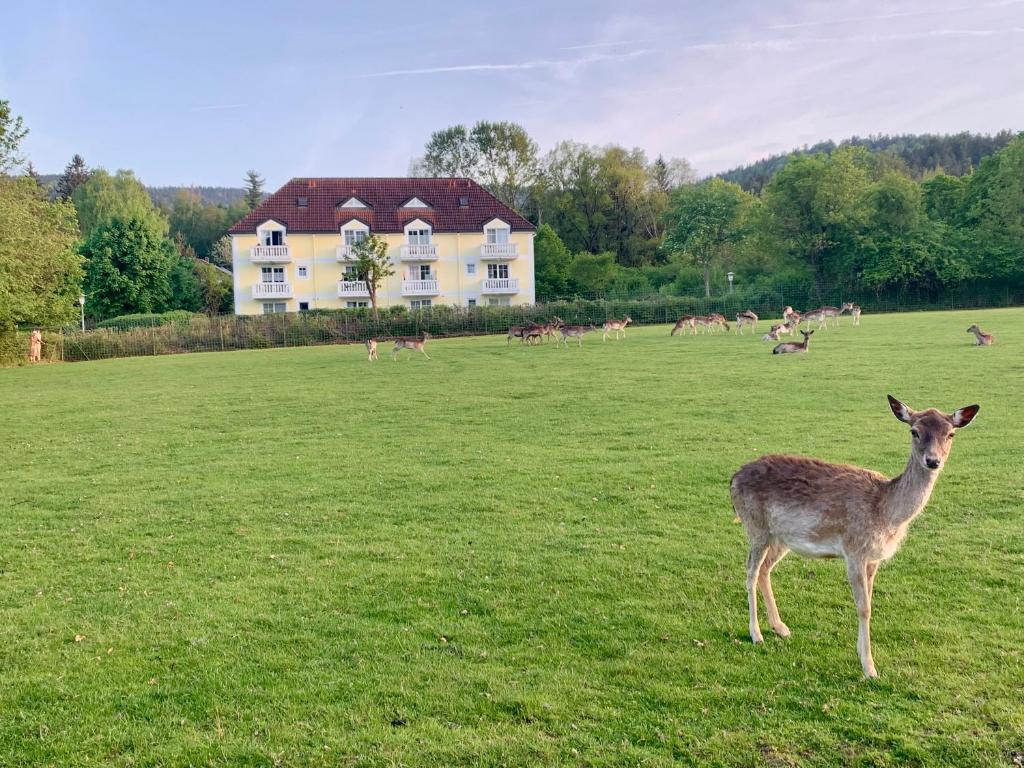 a deer standing in a field in front of a house at Lindners Hideaways - Gutshof Pine Retreat - Sauna - In Villa - Terrasse - Garten mit Rehgehege - Frühstück verfügbar - SKI - Arber - Osser - bis 5 Pers in Hohenwarth