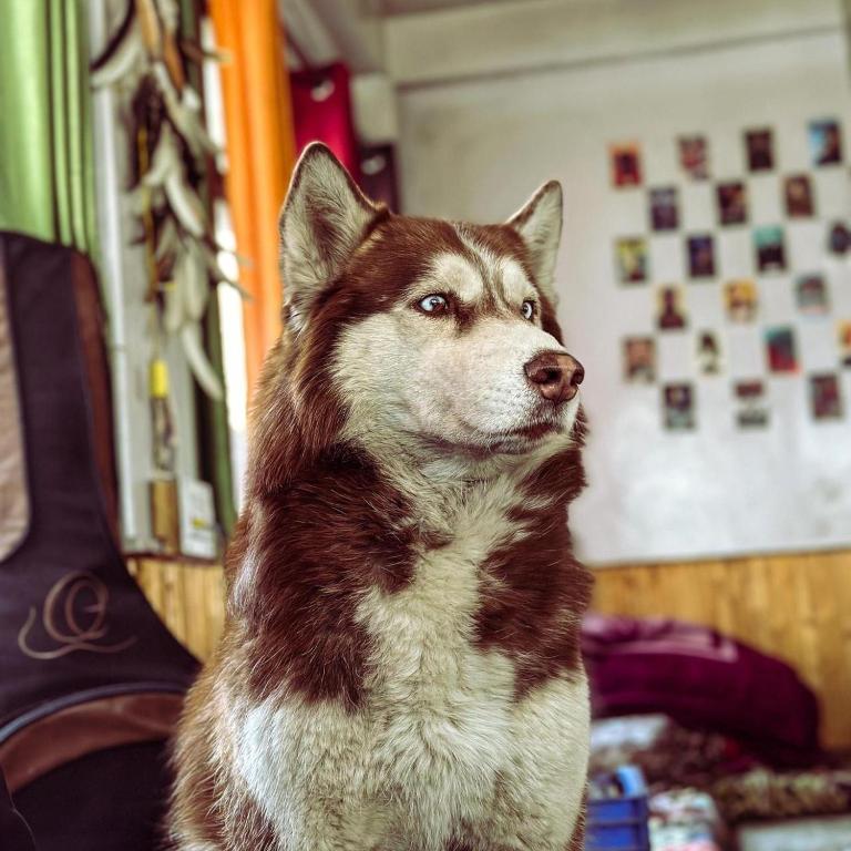 Ospiti di Hostello Manali con animali domestici