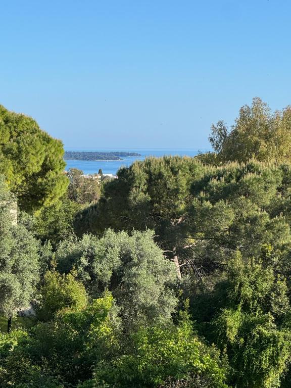 une forêt d'arbres avec de l'eau en arrière-plan dans l'établissement Kazanou, à Cannes