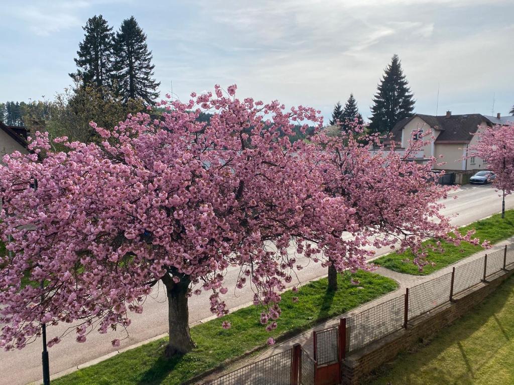 Zahrada ubytování Apartmán Kumburská - Nová Paka