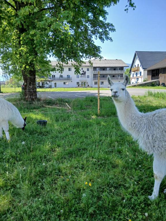 two llamas standing in the grass in a field at Hotel Fuchs & Hase SELF CHECK IN in Rosegg