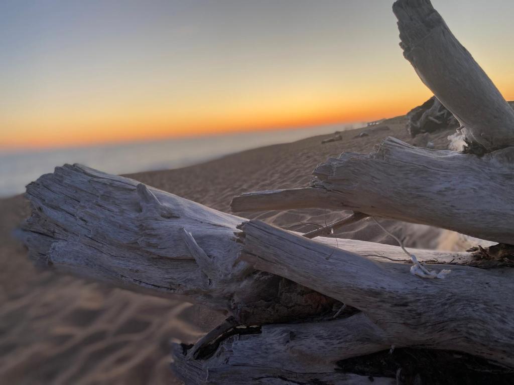 a piece of driftwood in the desert at sunset at Brise des dunes in Saint-Pierre-dʼOléron