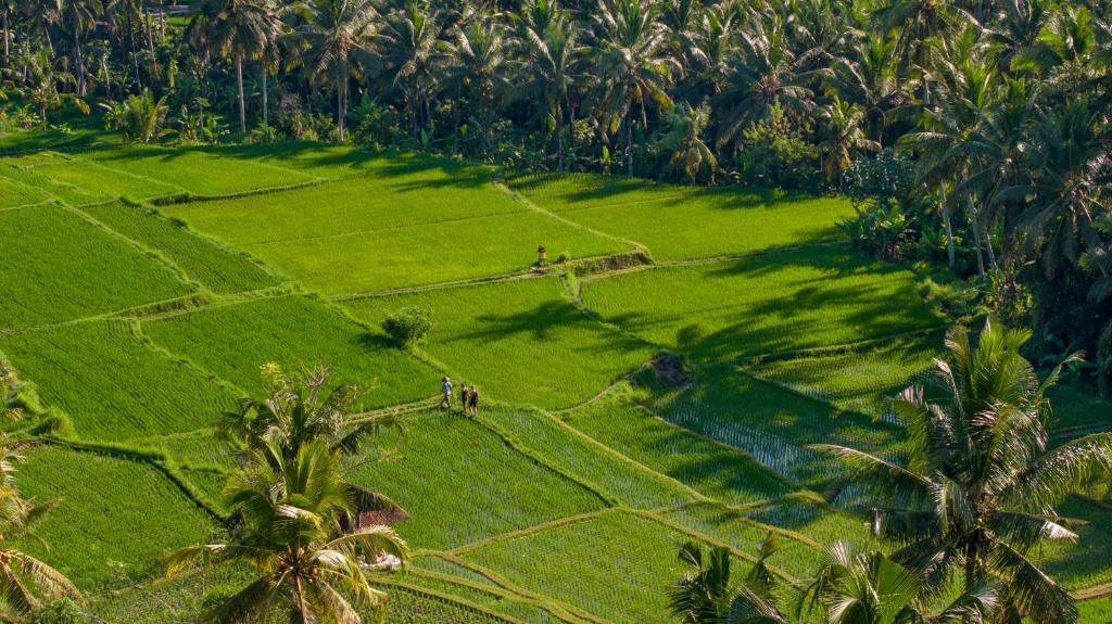 Zahrada ubytování Edge of Ubud by Pramana Villas