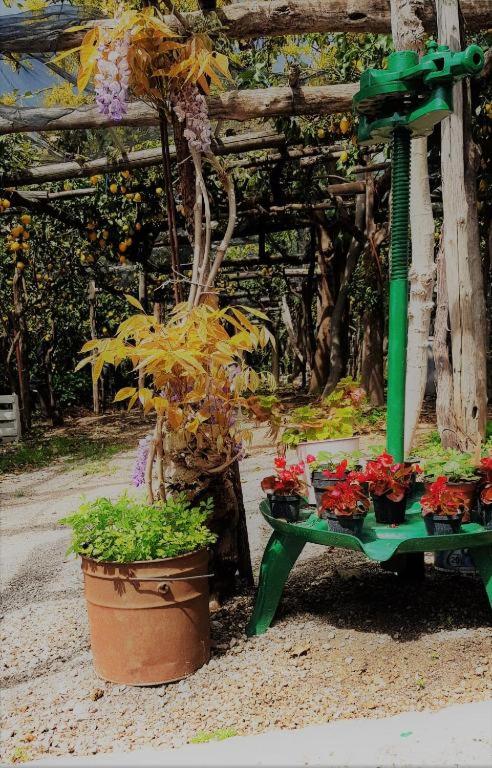 Сад в TakeAmalfiCoast Main House