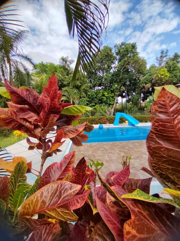 a plant with red leaves next to a pool at Estancia Colibrí in Ricaurte