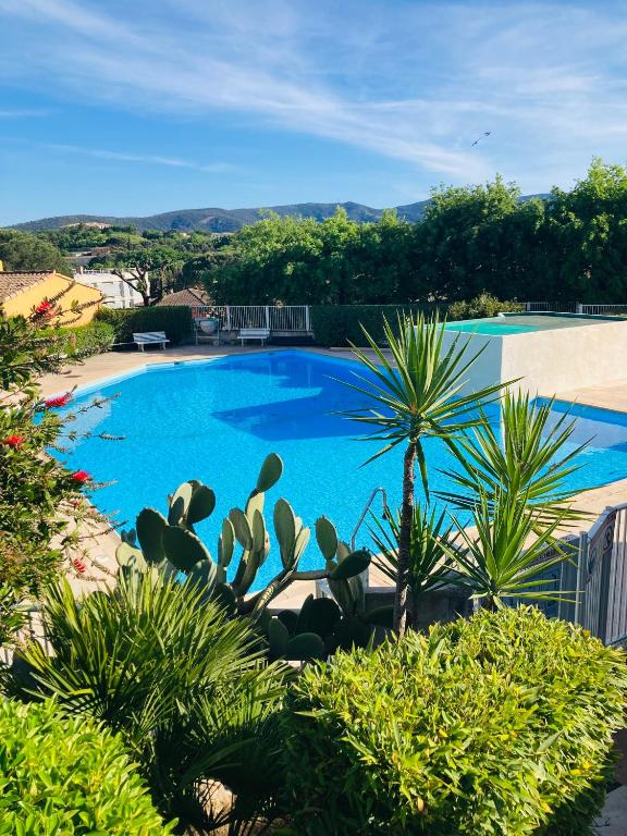 une grande piscine bleue bordée de palmiers et de buissons dans l'établissement MAZET RÉNOVE Golfe de st TROPEZ, à Cogolin