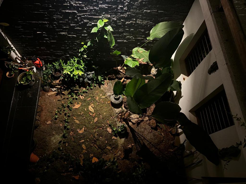 Zahrada ubytování Nights & Rains - the ultimate quiet getaway