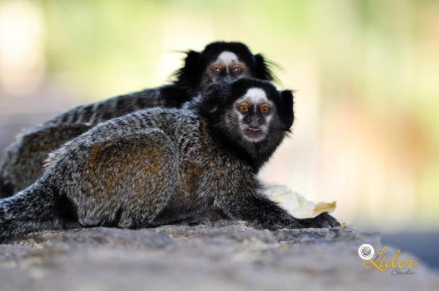  Hotel e Pousada Recanto do Rio Pardo