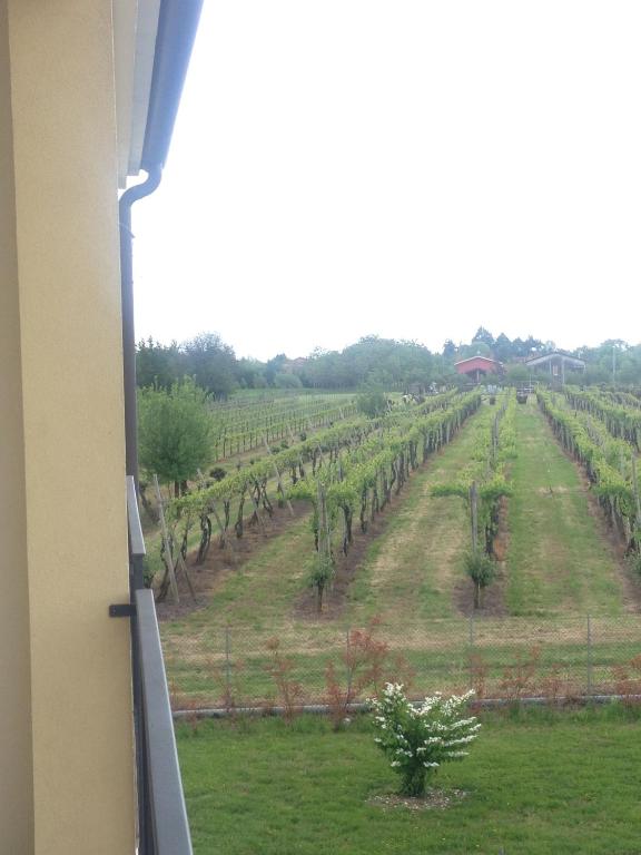 Zahrada ubytování B&B Daniel