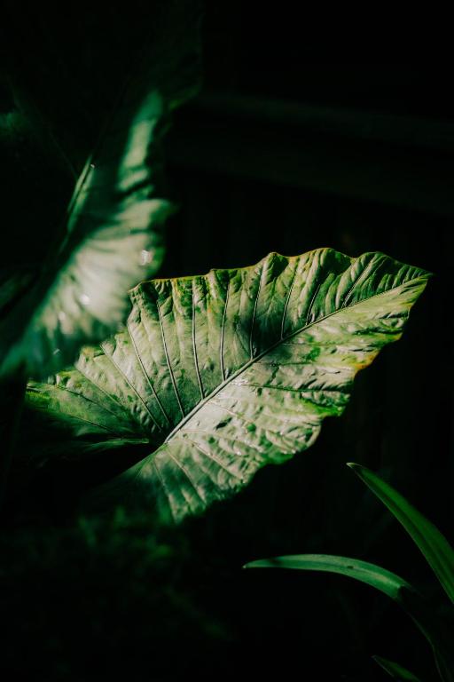 Fotografie z fotogalerie ubytování Coffee Homestay Tetebatu v destinaci Tetebatu