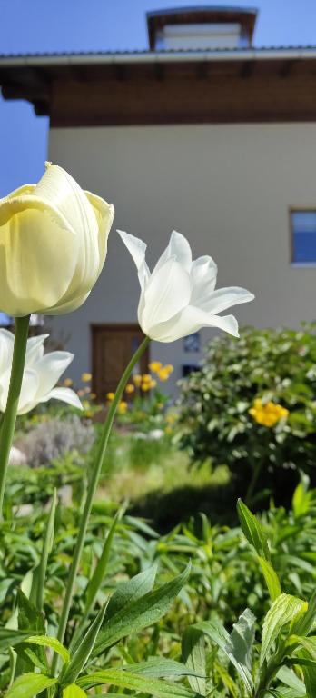 Zahrada ubytování Apartment Telser